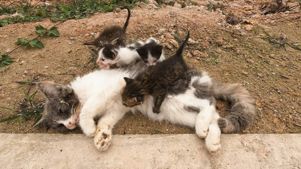 This image has an empty alt attribute; its file name is image-70-1024x576.png